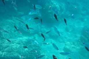 seibukan_Seibukaner_auf_Zakynthos_2014_048.jpg